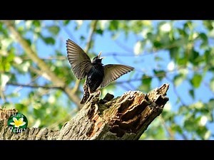 Relaxing Nature Sounds - Birdsong, Forest Sound, Beautiful Nature Video