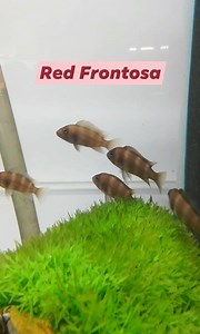 Red Frontosa at R 245ea | Fantasea Aquarium and Pet