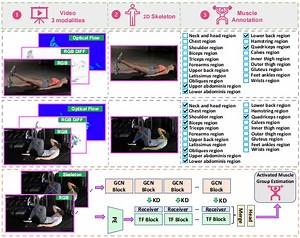 Towards Video-based Activated Muscle Group Estimation in the Wild | Proceedings of the 32nd ACM International Conference on Multimedia