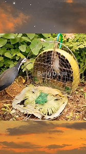 the best bird trap moments in the word‼️ #amazing #bird #trap #jebakburung #RuakRuak #reels #BangDikak | Bang Dikak