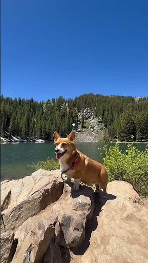 The best dog friendly hotel in Utah! #dogfriendlyhotels #dogtravel #travel #fyp #hotel