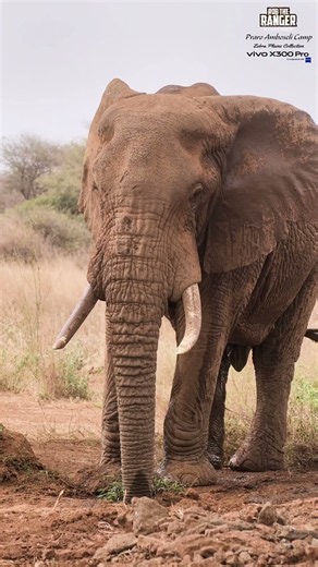 🐘🐘 Fun In The Mud at Praro Amboseli Camp Waterhole 🐘🐘 #vivoX300pro #wildlife
