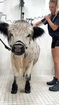 My Dirty Cow’s Bath Routine 🫧