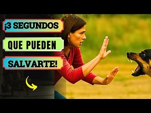 Cómo Sobrevivir A Un Ataque De Perro En 3 Segundos: Técnicas Que Todos Deben Saber