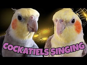1 Hour of Cockatiel Sounds – Perfect for Encouraging Chicks to Sing! [COCKATIEL SINGING]