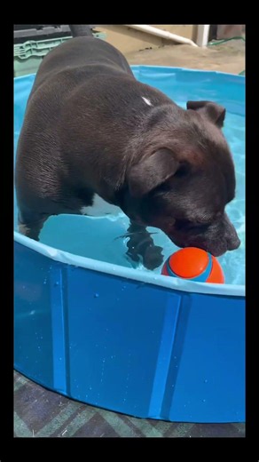 Set up my new dog pool with me😁 #staffy #dogpool