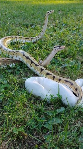 Ball python enjoying outside 🤗 #snake #reptiles #ballpython #fyp #nature #pet