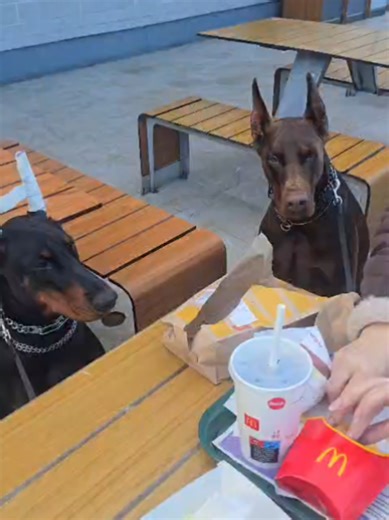 A spus cineva MC Donalds ? 😅 YumYum ❤️ #mcdonaldsccsing #doberman #foodies #dogmom #memories