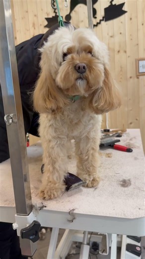 Lovely cockapoo grooming #cockapoo dog #grooming #dog