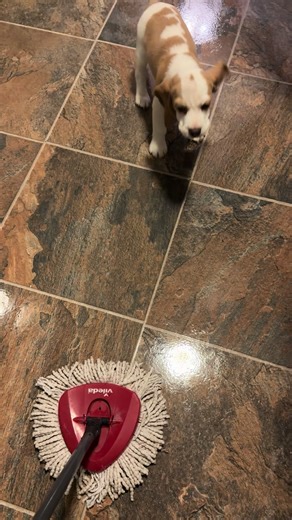 Willow the Beagle's Hilarious Mop Encounter