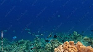 The mezmerising colourful underwater world of the Maldives - School of Black and White Snapper whilst snorkeling at Malahini Kuda Bandos