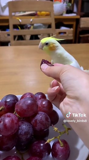 Can Cockatiels Eat Grapes? Ultimate Guide to Feeding Cockatiels