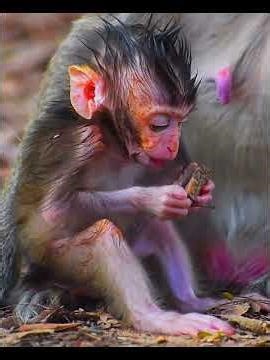 So Adorable Baby Monkey Moments #wildlifeentertainment #babymonkeys #entertaininganimals #animals