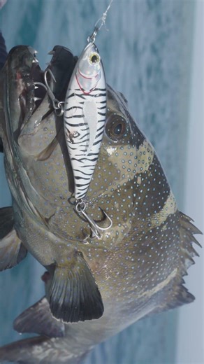 The count down is on. Follow us on instagram for all updates #fishing #fishingandcamping