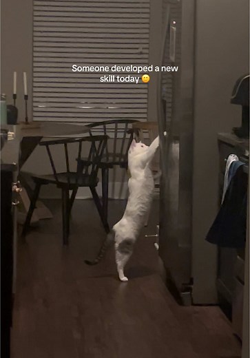 Curious Cat Mastering New Skills