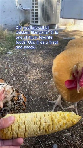 #remix #dj #techno #chicken #skylive #birds #freerangechickens