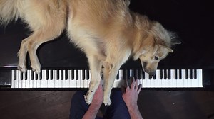 NEW COMPOSITION "Hachikō" by Anthony Sylvestre - P. Barton, FEURICH piano Hachikō was a Japanese dog remembered for his devotion to his owner, Ueno, a professor in Tokyo. Hachikō, would meet Ueno at the train station every day after his commute home. This continued until Ueno died at work. Hachikō's would return to the train station every day for over nine years to wait for Ueno's return, until Hachikō died. Purchase link to piano sheet music "Hachikō" by Anthony Sylvestre: https://asturiamusic.