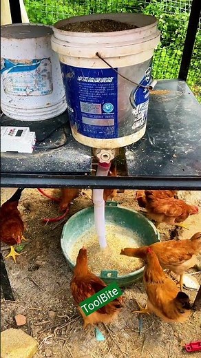 Feeding Chickens Just Got Easier—DIY Automatic Feeder Setup