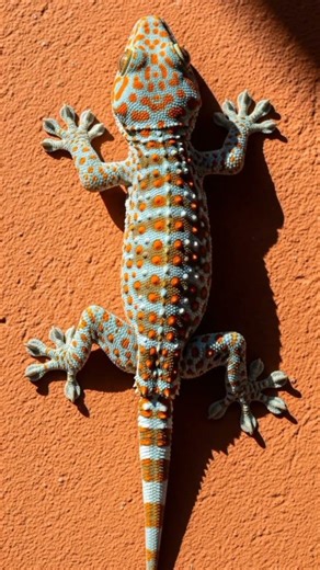 Vibrant Wall Guardian 🦎 | Tokay Gecko in Stunning 4K Ultra HD #gecko #tokaygecko #geckota