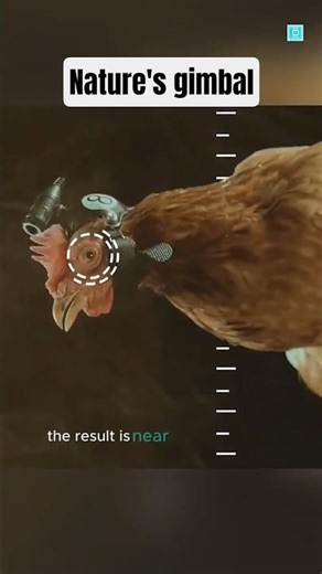 The Chicken: Nature's Living GoPro