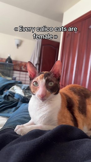 Exceptional Cornish Rex Cat with Unique Calico Coloring