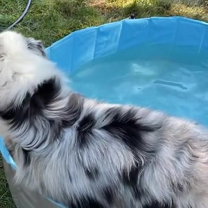 2.2K views · 27 reactions | Rhoan is loving her new #toozey swimming pool ☀️ It’s the perfect size for her and she had so much fun! Look at that happy face!  @rhoan_wigglebutt . . #dogs #summer #toozey #australianshepherd #dogsofinstagram #pool #happy #cute #aussie #bluemerle #blueeyes #puppy #dog | Toozey | Facebook