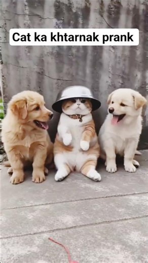 "Thug Life: Cat Version! 😎🐱"