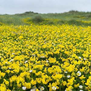 [Hot Item] Touchhealthy Supply Lotus Japonicus Seeds/Birdsfoot Trefoil Seeds for Planting