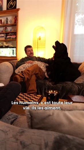 Préparer l'arrivée de votre chien : conseils essentiels
