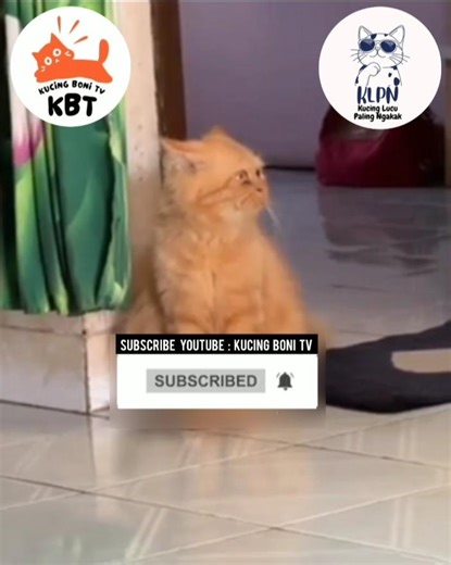 Sudah lama tunggu || Kucing Lucu Paling Ngakak Part 1610 || #funny #shorts #fyp