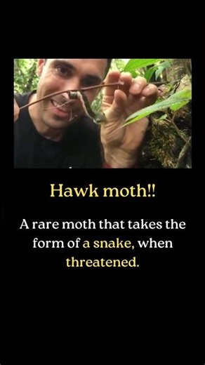 The Hawk Moth Caterpillar — Nature’s Snake in Disguise
