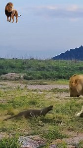 Lion vs mangouste. #fypシ゚viralシ #animals #lions | Sauvage empire