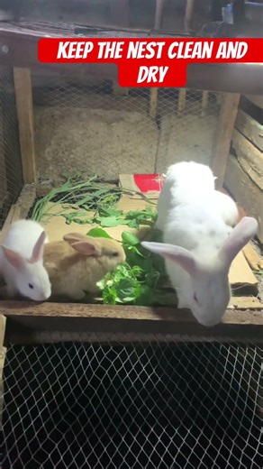 Keep the nest clean and dry #shorts #viralshorts #rabbit #rabbitcare