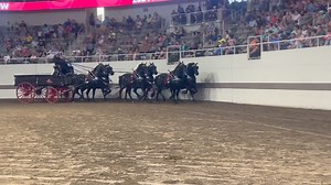 30K views · 848 reactions | 2024 National Percheron Show Open Six-Horse Hitch, class winner Red Oak Farm. Thank you to class sponsors RYLEN, BRYNN AND BRYER SPARROW. | Percheron Horse Association of America | Facebook