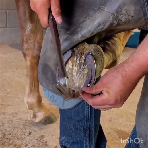 Hoof Trimming Subscribe To My Channel 🌹🌹🌹