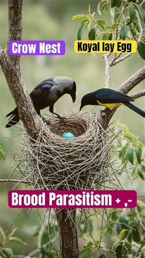 How One Bird Outsources Parenting (Brood Parasitism)