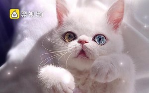 高贵又迷人！猫咪拥有超美异色瞳