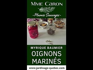 MARINATED ONIONS WITH BALM GALLOW - CHRONICLES OF MME CARON