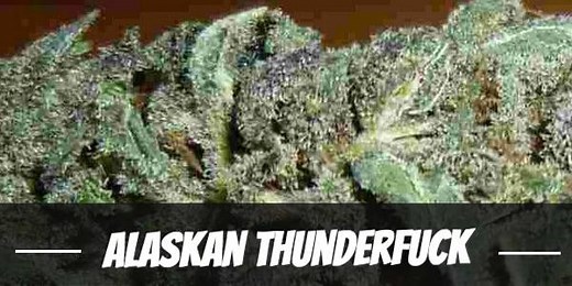 Alaskan Thunderfuck Cannabis Strain Information and Review