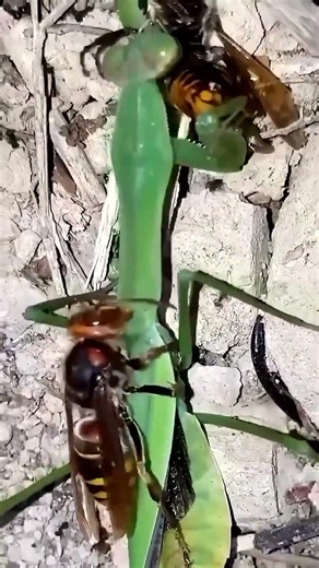 🐝⚔️🦗Nature’s Revenge Happens in Real Time #FloraFauna #Shorts