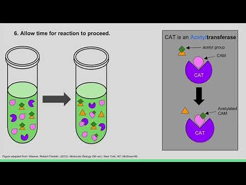 Figure 5.34 Using a CAT Reporter Gene