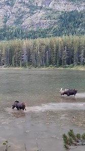 2.4M views · 10K reactions | A quiet summer evening in great moose country. #outdoors #moose #wildlife | Michael Hodges, Author | Facebook