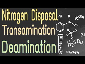 Nitrogen Removal From Amino Acids | Tansamination and Deamination | Lecture 1