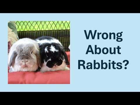 Don't Believe These 9 Rabbit Myths