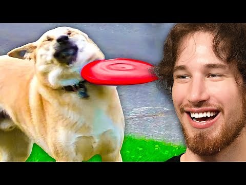 World's FUNNIEST Animals!