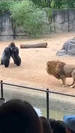 When a 400lb Silverback Gorilla decides to show the King of the Jungle who is really in charge! Watch this intense moment at the zoo where a massive Silverback charges the glass, sending the male Lion scrambling away in pure shock. ​This footage captures the raw power of primates and the instinctual reaction of big cats. It’s a rare "versus" moment that shows why the Silverback is one of nature's most intimidated forces. ​Video Insights: ​Species: Western Lowland Gorilla vs. African Lion ​Behavi
