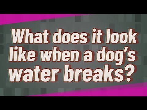 What does it look like when a dog’s water breaks?