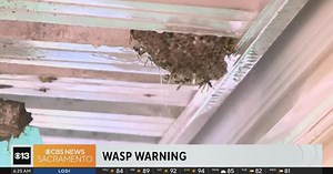 How to avoid wasps during wasp season