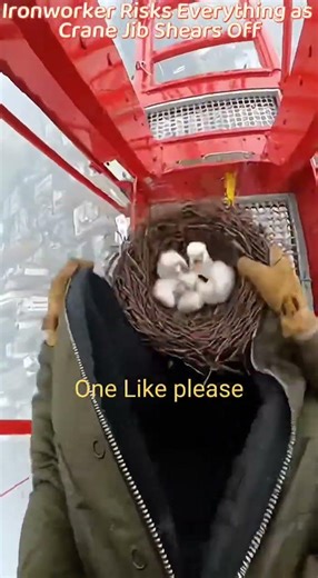 60 Stories Up… Crane Tears Apart During Falcon Rescue 😱#rescue #shorts #usa