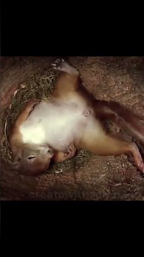 “Amazing Footage Inside a Squirrel’s Nest – Rare Look at Wild Baby Squirrels!”